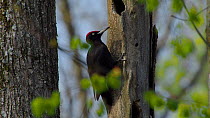 Male Black woodpecker (Dryocopus martius) drumming on tree trunk, Bavaria, Germany, April.