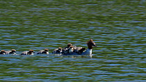 Female Goosander (Mergus merganser) looking for food underwater, with chicks swimming nearby and riding on her back, Bavaria, Germany, May.
