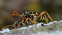 Long horned beetles (Plagionotus arcuatus) mating, Bavaria, Germany, May.