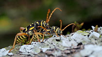 Long horned beetles (Plagionotus arcuatus) mating, Bavaria, Germany, May.