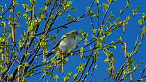 Male Willow warbler (Phylloscopus trochilus) singing, Bavaria, Germany, April.
