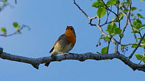 Male Robin (Erithacus rubecula) singing, Bavaria, Germany, April.