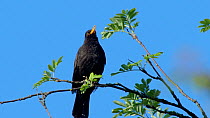 Male Blackbird (Turdus merula) singing, Bavaria, Germany, April.