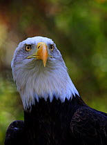 Bald Eagle (Haliaeetus leucocephalus) named "Majesty" at the American Eagle Foundation, Pigeon Forge, Tennessee, November 2017