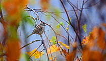 White crowned sparrow (Zonotrichia leucophrys) in Smoky Mountains, Tennessee, USA. November.