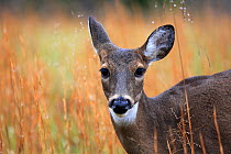 White tailed deer (Odocoileus virginianus) in Cades Cove, Tennessee, USA. November.
