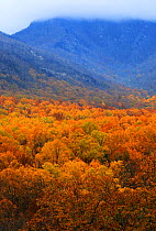 Autumn forest landscape in Tennessee, USA, November, 2017