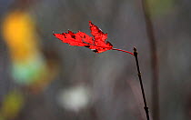 Maple leaf (Acer sp) which is ragged in autumn, Tennessee, November.