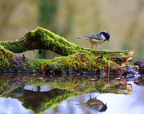 Coal tit (Periparus ater) on mossy log with reflection, England, UK. January.