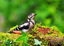 Great Spotted Woodpecker (Dendrocopos major) female on mossy log, England, UK. June 2018