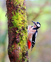 Great spotted woodpecker (Dendrocopos major) female feeding on baited log, England, UK. January 2018