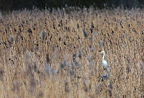 Grey heron (Ardea cinerea) and Little egret (Egretta garzetta) in reeds at Ham Wall RSPB reserve, England, UK. January.
