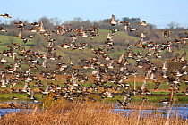 Wigeon (Anas penelope) and a few Northern shovelers (Anas clypeata) taking off from Greylake RSPB reserve in Somerset, England, UK. January.