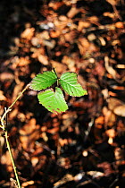 Blackberry leaves, (Rubus sp) England, UK. February.