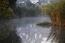 Reeds and morning mist at Pavyotts Mill carp fishery East Coker, Yeovil, England, UK. July 2014