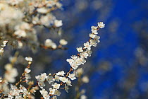 Blackthorn (Prunus spinosa) in flower against blue sky, England, UK, March.