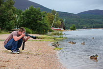 Photographer Oliver Hellowell taking pictures of Mallard duck (Anas platyrhynchos) Loch Morlich, Scotland, UK. August.