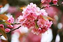 Cherry tree (Prunus sp) blossom, Somerset, England, UK. April.