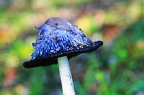 Ink cap mushroom (Coprinopsis atramentaria) England, UK. November.