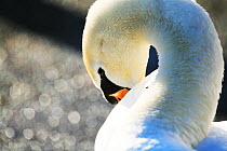 Mute Swan (Cygnus olor) preening, Slimbridge Wetlands Centre in Dursley, Gloucestershire, England, UK. December.