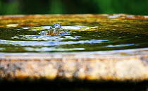 Bubbling water in fountain at Tretower Court, near Crickhowell, Powys, Wales, UK. July