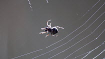 Male Orb-weaver spider (Araneus) spinning web, Bavaria, Germany.