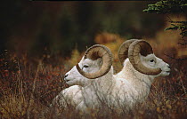 Dall sheep / Thinhorn sheep (Ovis dalli) two rams resting, Denali National Park, Alaska, USA.