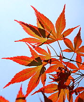 Maple leaves (Acer sp) in autumn, Westonbirt, England, UK.