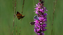 Slow motion clip of two Blue butterflies (Lycaenidae) nectaring on Purple loosestrife (Lythrum salicaria), disturbed by a Skipper (Thymelicus) Bavaria, Germany, July.