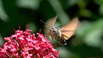 Slow motion clip of a Hummingbird hawkmoth (Macroglossum stellatarum) nectaring from a Red valerian (Centranthus ruber) flower, Bavaria, Germany, June.