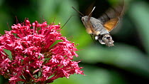 Slow motion clip of a Hummingbird hawkmoth (Macroglossum stellatarum) nectaring from a Red valerian (Centranthus ruber) flower, Bavaria, Germany, June.