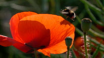 Slow motion clip of a Buff tailed bumblebee (Bombus terrestris) landing in a Common poppy (Papaver rhoeas) flower, Germany, June.