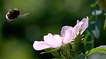 Slow motion clip of a Buff tailed bumblebee (Bombus terrestris) approaching a Dog rose (Rosa canina) flower,showing pollen pouches, Germany, June.