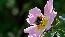 Slow motion clip of a Buff tailed bumblebee (Bombus terrestris) landing on a Dog rose (Rosa canina) flower, showing pollen pouches, Germany, June.