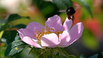 Slow motion clip of an Early Bumblebee (Bombus pratorum) taking off from a Dog rose (Rosa canina) flower, showing pollen pouches, Germany, June.