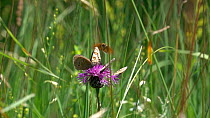 Slow motion clip of group of Ringlets (Aphantopus hyperantus) resting on a Knapweed (Centaurea) flower alongside a False heath fritillary (Melitaea diamina), disturbed by another butterfly, Bavaria, G...