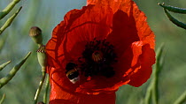 Slow motion clip of a Buff tailed bumblebee (Bombus terrestris) feeding from a Common poppy (Papaver rhoeas) flower, Germany, June.