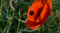Slow motion clip of a Buff tailed bumblebee (Bombus terrestris) feeding from a Common poppy (Papaver rhoeas) flower, Germany, June.