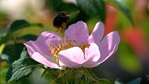 Slow motion clip of an Early bumblebee (Bombus pratorum) feeding from a Dog rose (Rosa canina) flower, Germany, June.