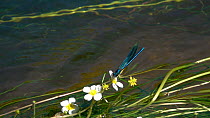 Slow motion clip of a Banded demoiselle (Calopteryx splendens) on River water-crowfoot (Ranunculus fluitans), Bavaria, Germany, June.