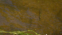 Chub (Squalius cephalus) swimming, with a male Banded demoiselle (Calopteryx splendens) resting on River water-crowfoot (Ranunculus fluitans),  Bavaria, Germany, June.