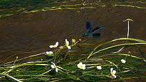 Slow motion clip of a male Banded demoiselle (Calopteryx splendens) on River water-crowfoot (Ranunculus fluitans), Bavaria, Germany, June.