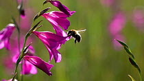 Slow motion clip of a Bumblebee (Bombus) nectaring on a Marsh gladiolus (Gladiolus palustris), with a Bee fly (Bombyliidae) flying nearby, Bavaria, Germany, July.