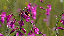 Slow motion clip of a Small tortoiseshell butterfly (Aglais urticae) nectaring on a Marsh gladiolus (Gladiolus palustris), Bavaria, Germany, July.