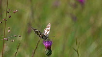 Slow motion clip of a Marbled white butterfly (Melanargia galathea) nectaring on a Knapweed (Centaurea) flower, with a Blue butterfly (Lycaenidae) flying past, Bavaria, Germany, July