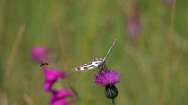 Slow motion clip of a Marbled white (Melanargia galathea) nectaring on a Knapweed (Centaurea) flower, with a Honeybee (Apis) flying past, Bavaria, Germany, July