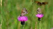 Slow motion clip of Meadow browns (Maniola jurtina) nectaring and interacting on a Knapweed (Centaurea) flower, Bavaria, Germany, July.