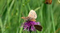 Slow motion clip of Ringlet (Aphantopus hyperantus) nectaring on a Knapweed (Centaurea) flower with a Fritillary (Melitaea), distrubed by another, Bavaria, Germany, July.