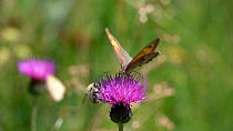 Slow motion clip of a Meadow brown butterfly  (Maniola jurtina) nectaring on a Knapweed (Centaurea) flower with a Bumblebee (Bombus), Bavaria, Germany, July.