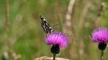 Slow motion clip of a Marbled white butterfly (Melanargia galathea) chasing a Meadow brown (Maniola jurtina) from a Knapweed (Centaurea) flower, Bavaria, Germany, July.